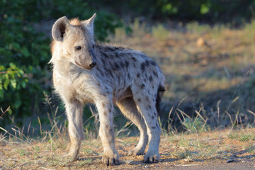 Tüpfelhyäne / Spotted Hyaena / Crocuta crocuta.