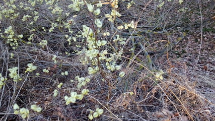 Цветы в апреле.