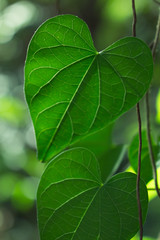 Fototapeta na wymiar Tree leaf cloes-up, the leaf in nature background, natural bokeh background