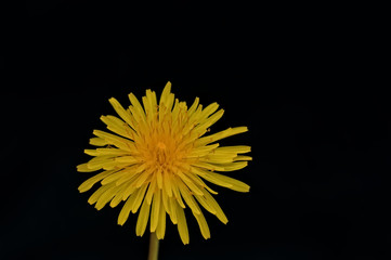 Lone Dandelion