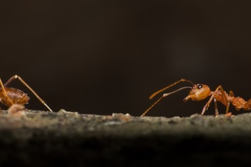macro ant in nature, close-up of insect in the nature, macro insect