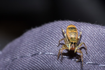 macro of spider, macro of insect, animal in wildlife, spider close-up