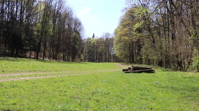 Waldlandschaft, Wiese, Lichtung