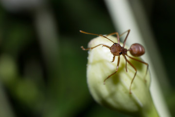 macro ant in nature, close-up of insect in the nature, macro insect