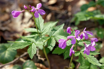 Awakening of spring flowering plants in nature.