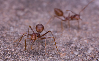 macro ant in nature, close-up of insect in the nature, macro insect
