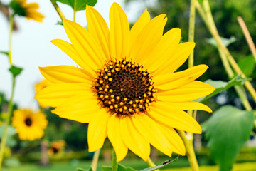 Blooming Sunflower