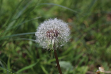 Lonely dandelion by the road in the forest