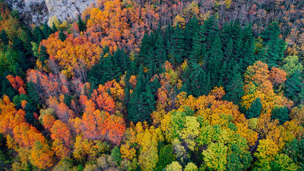Aereal view of a forest in autumn