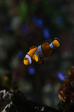 Marine Creature - Clown Fish