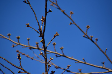 桜の固いつぼみと青空