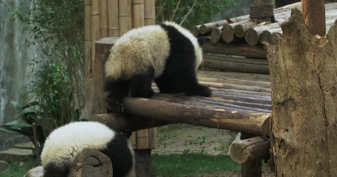 Two little baby panda being blessed with relaxing time and sunshine. One baby panda lying prone on a wooden pole. Another panda crawling on the wooden board.