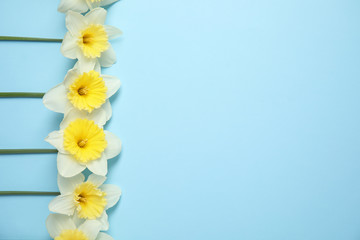 Flat lay composition with daffodils and space for text on color background. Fresh spring flowers