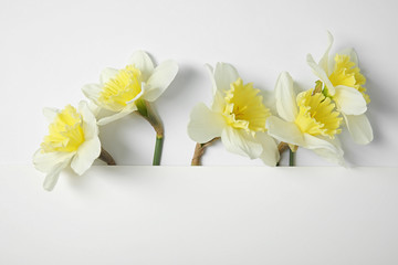 Composition with daffodils and card on white background, space for text. Fresh spring flowers