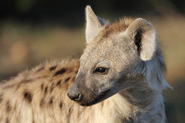 Naklejka premium Tüpfelhyäne / Spotted Hyaena / Crocuta crocuta.