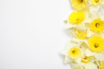 Composition with daffodils on white background, top view. Fresh spring flowers