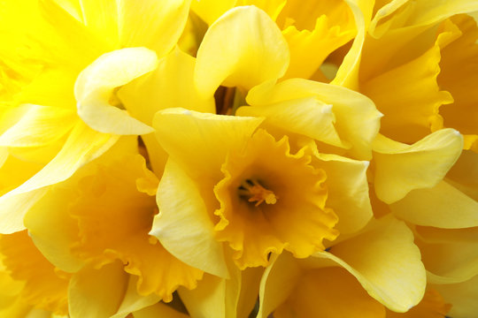 Beautiful daffodils as background, closeup. Fresh spring flowers © New Africa