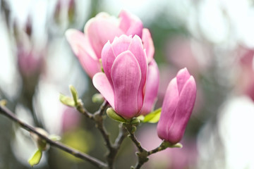 Obraz na płótnie Canvas Magnolia tree with beautiful flowers outdoors, closeup. Amazing spring blossom