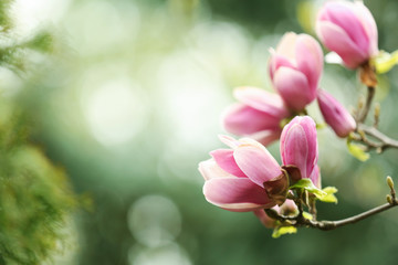 Closeup view of magnolia tree with beautiful flowers outdoors, space for text. Amazing spring blossom