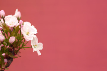 Closeup view of tree branch with tender flowers on color background, space for text. Amazing spring blossom