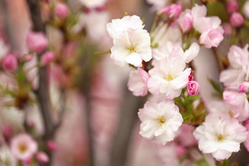 Closeup view of tree branch with tender flowers outdoors, space for text. Amazing spring blossom