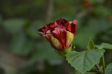 red hibiscus bud