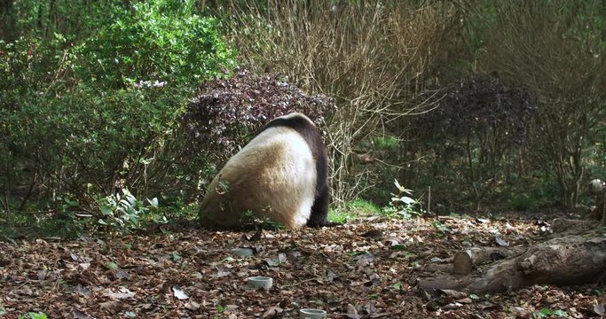close up of a cute giant panda bear enjoying sunshine crawling through the bushes freely in the nature of a zoo in China