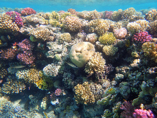 coral reef in egypt as ocean background
