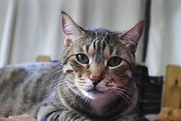 Naklejka premium Chat