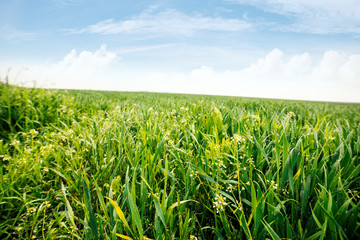 Green field with bright sky 
