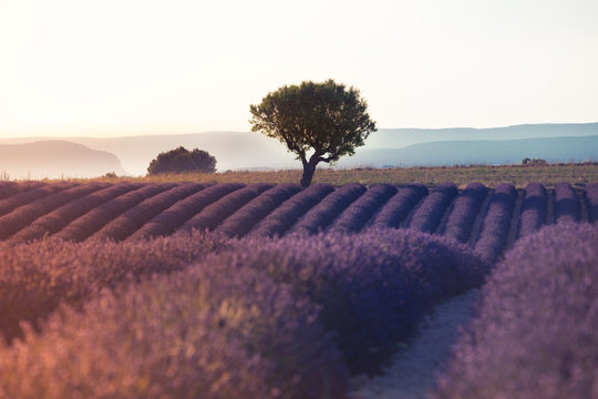 Lavender in Provence at sunset