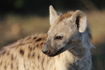 Tüpfelhyäne / Spotted Hyaena / Crocuta crocuta.