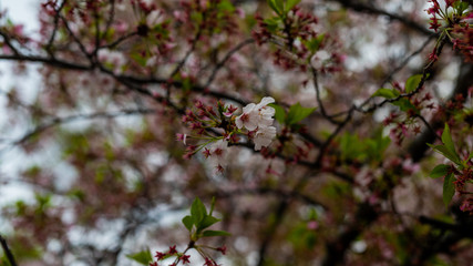 sakura blossom in april in Japan