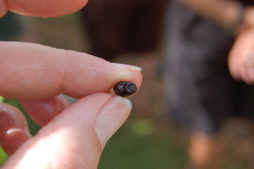 Dragon's Eye Fruit Longan