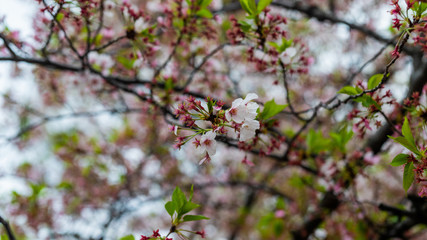 sakura blossom in april in Japan