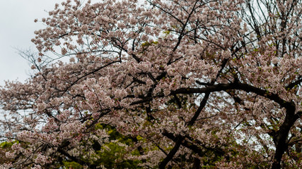 sakura blossom in april in Japan