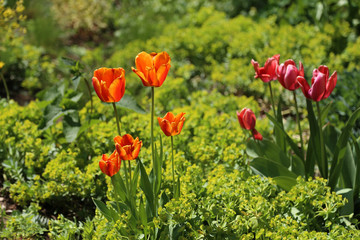 Obraz premium Beautiful bright tulips bloom in early spring