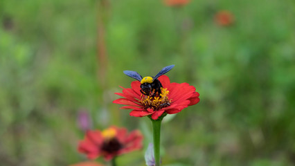Bee pollen, zinnia pollen