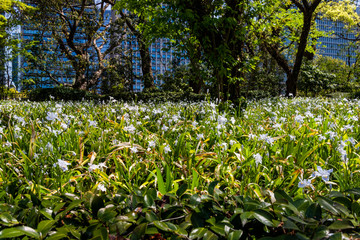 Obraz premium a meadow in full bloom