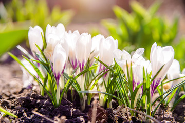 White crocuses bloom in the garden in spring 