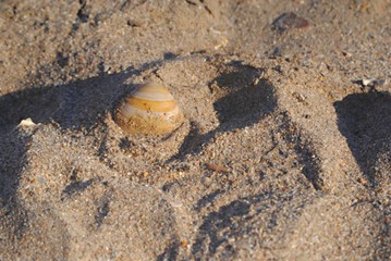 Coquillage