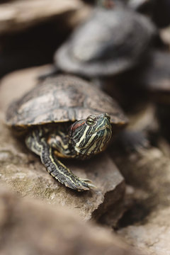 Turtles