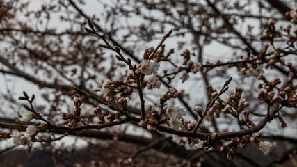 sakura blossom in april in Japan