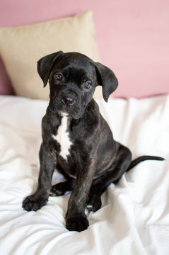 Cane corso puppy