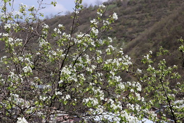 Beautiful white flowers of pear in the spring amid the hills
