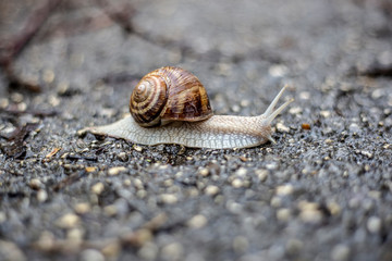 Cute snail moving slowly after rain on the wet road