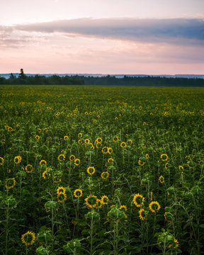 Landscape with sunflower field