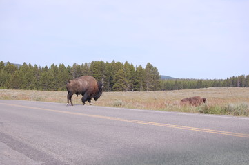 Buffalo Bison Crossing Road