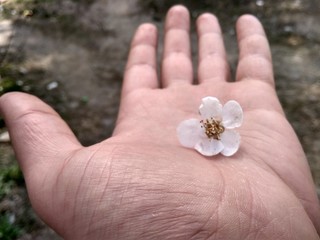 Flower in the hand