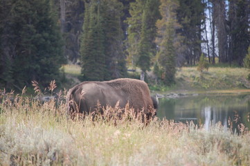 Buffalo Bison